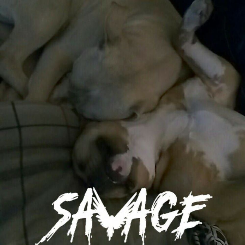 Meet your Posher, Lester